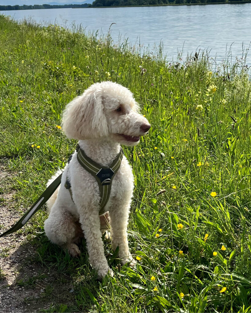 Charly ist taub. Das macht sie zu einem besonders achtsamen Hund und lehrt auch mich, achtsam zu sein - und eine klare, nonverbale Kommunikation. Foto: K. Caspers