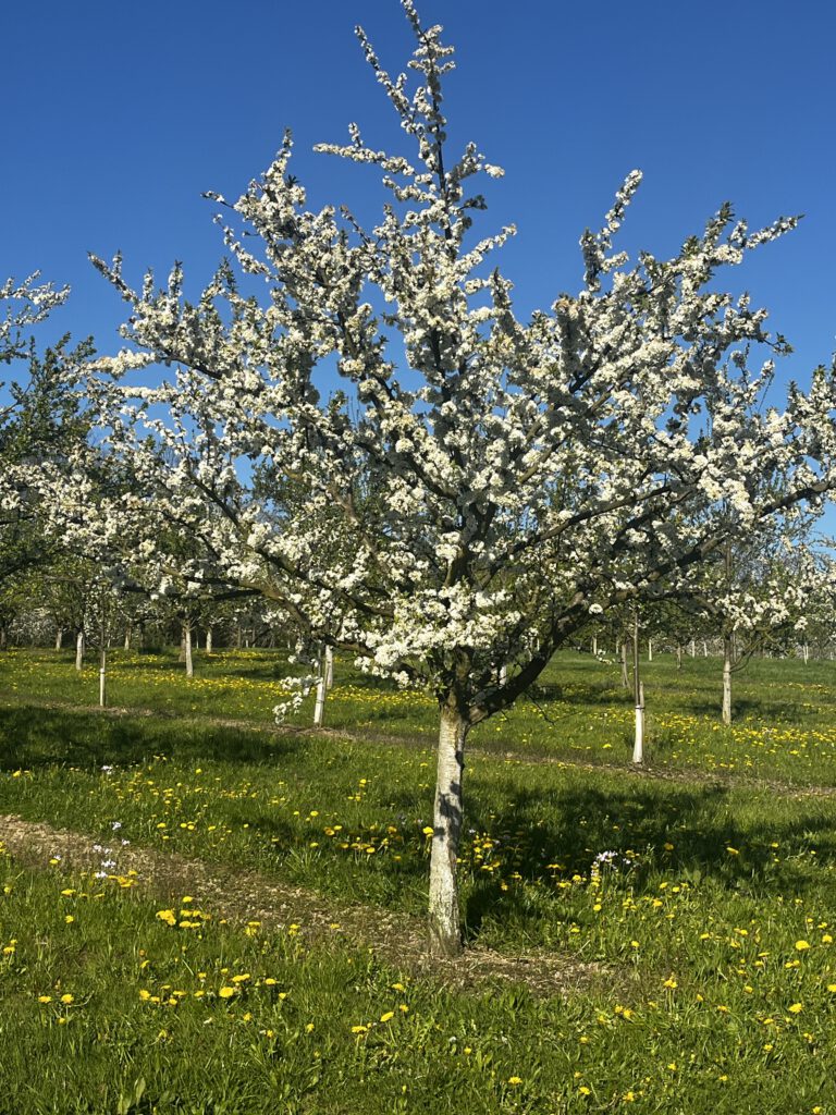 Manchmal genügt ein Blick auf einen blühenden Baum, um zu spüren, wie viel Grund zur Dankbarkeit in unserem Leben liegt: Für das Jetzt, für das Werden, für all das Schöne, das schon da ist. Foto: K. Caspers