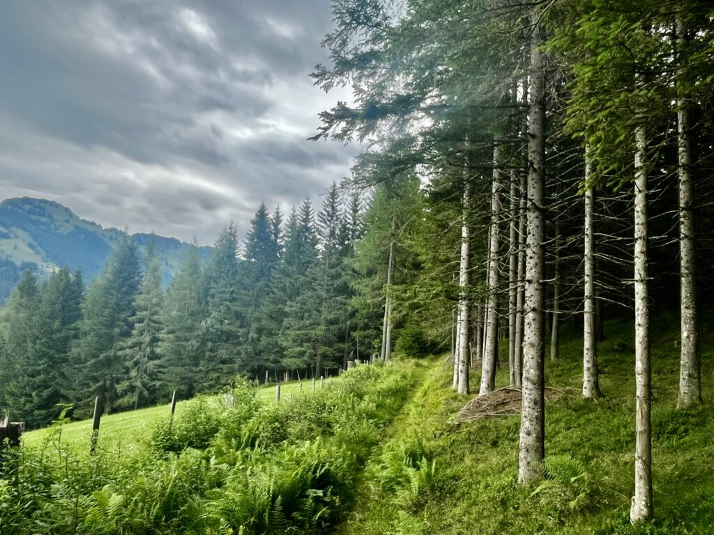 Der Startpunkt der Waldbaden-Tour