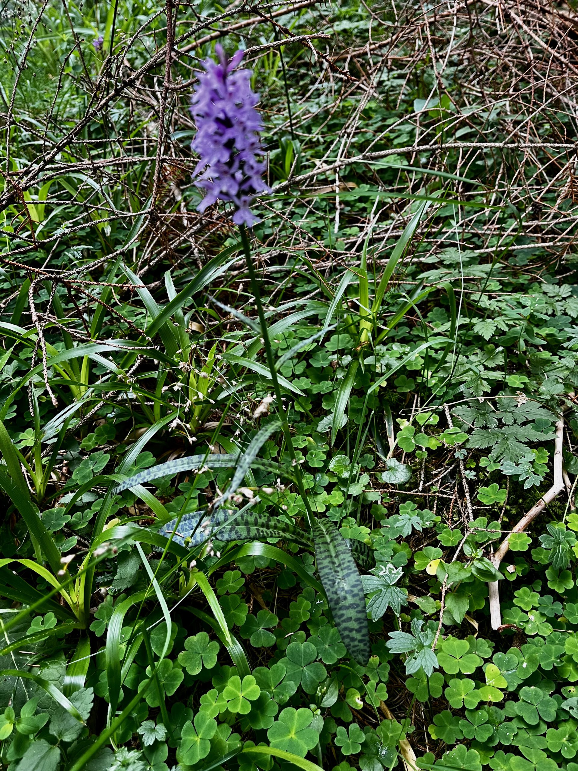 Geflecktes Knabenkraut - eine Orchidee aus den Alpen